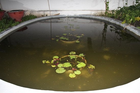 'Nữ hoàng ảnh lịch' Diễm My giàu đến đâu? - Ảnh 13 Ngoài khu vườn, nơi Diễm My trồng rau xanh, cây ăn trái thì còn một ao cá nhỏ xinh trong khoảng đất này.