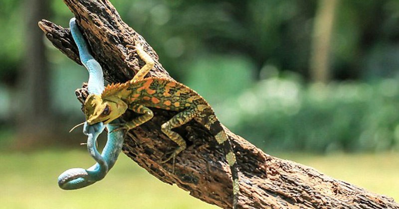 Chẳng hề sợ hãi khi bị con rắn tấn công, tắc kè "tung cước" khiến đối thủ tối tăm mặt mũi và cái kết khó tin