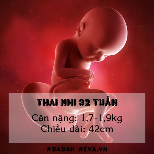 Sự phát triển của thai nhi 32 tuần - một trong những tuần quan trọng nhất! - Ảnh 1 Sự phát triển của thai nhi 32 tuần - một trong những tuần quan trọng nhất! - Ảnh 1