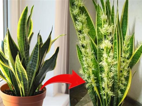 Cây lưỡi hổ bón thêm "thần dược" này vào gốc chẳng tốn công chăm sóc, hoa nở quanh năm, tài lộc ào ào tới Cây lưỡi hổ bón thêm "thần dược" này vào gốc chẳng tốn công chăm sóc, hoa nở quanh năm, tài lộc ào ào tới