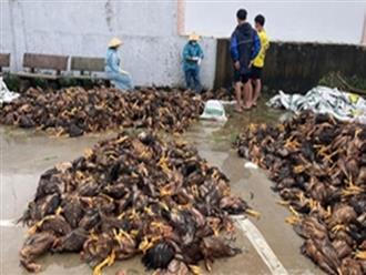 "4000 con gà sắp xuất bán thì lũ về chết sạch, nước lên nhanh không cứu kịp"