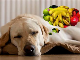 "quàng thượng" ăn trái cây không? Top 4 loại quả không những bổ dưỡng mà còn rất tốt cho sức khỏe thú cưng