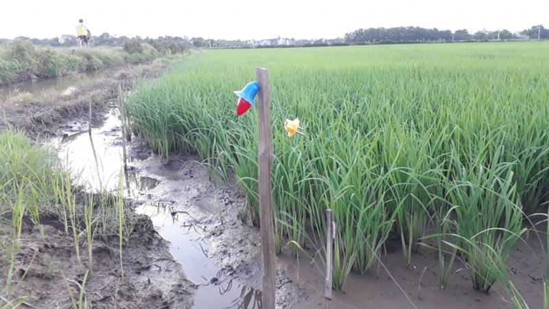 Hải Phòng: Bẫy chuột bằng điện ở ruộng lúa, khiến một người tử vong - Ảnh 1 Hải Phòng: Bẫy chuột bằng điện ở ruộng lúa, khiến một người tử vong - Ảnh 1