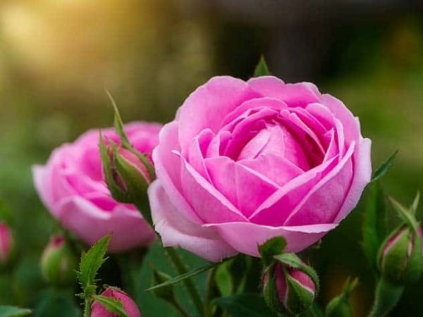 Top 3 con giáp có khả năng trở thành tỷ phú, kiếm được khoản tiền kếch xù, vàng bạc châu báu thi nhau lao vào nhà sau ngày 25/5/2025 - Ảnh 2 Top 3 con giáp có khả năng trở thành tỷ phú, kiếm được khoản tiền kếch xù, vàng bạc châu báu thi nhau lao vào nhà sau ngày 25/5/2025 - Ảnh 2