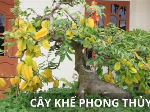 Người xưa đúc kết: Trồng cây này trước nhà là cách xua đuổi vận xui, con cháu  làm ăn phát tài phát lộc