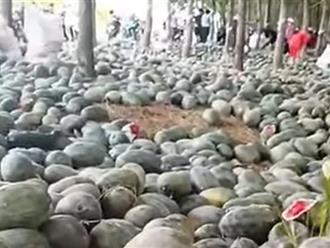 Thực hư chuyện hàng tấn dưa hấu ở Bình Dương bị thương lái từ chối, người dân ăn không xuể