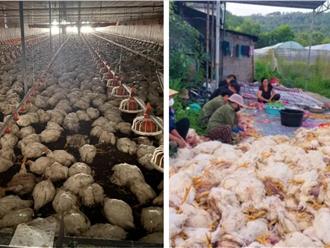 Nghệ An: Sự cố chập điện khiến hơn 10.000 con gà chết ngạt trước ngày xuất chuồng, chủ trại "mất trắng" tiền tỷ