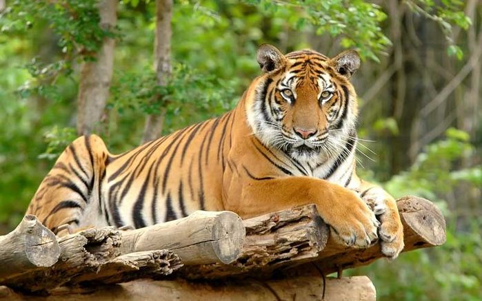 Ngọc Hoàng ưu ái bội phần, 3 tuổi lo MAY TÚI ĐỰNG TIỀN, lộc giàu sang dồn dập tới, tiền tiêu mãi chẳng hết trong 10 ngày tới - Ảnh 3