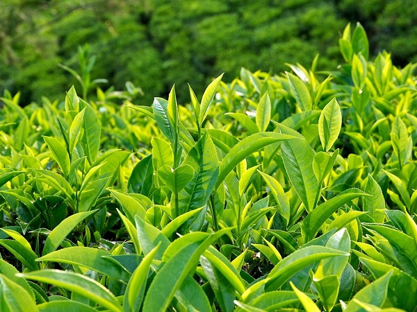 Uống trà xanh thường xuyên: Tốt 'vạn năng' nhưng không nên bỏ qua 4 lưu ý quan trọng - Ảnh 1 Uống trà xanh thường xuyên: Tốt 'vạn năng' nhưng không nên bỏ qua 4 lưu ý quan trọng - Ảnh 1