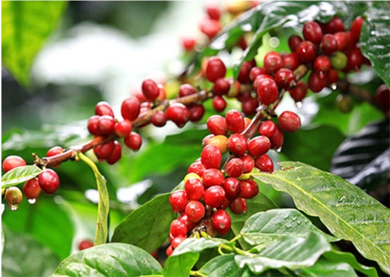 Giá cà phê hôm nay 18/5/2025: Giảm xuống cực mạnh, trong nước thu mua ở mức 125.100 đồng/kg - Ảnh 1 Giá cà phê hôm nay 18/5/2025: Giảm xuống cực mạnh, trong nước thu mua ở mức 125.100 đồng/kg - Ảnh 1